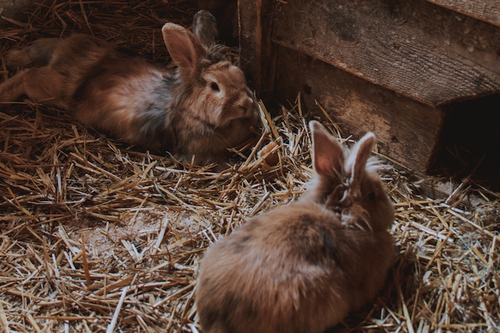 kanin hø fra kanin butikken hø til din kanin