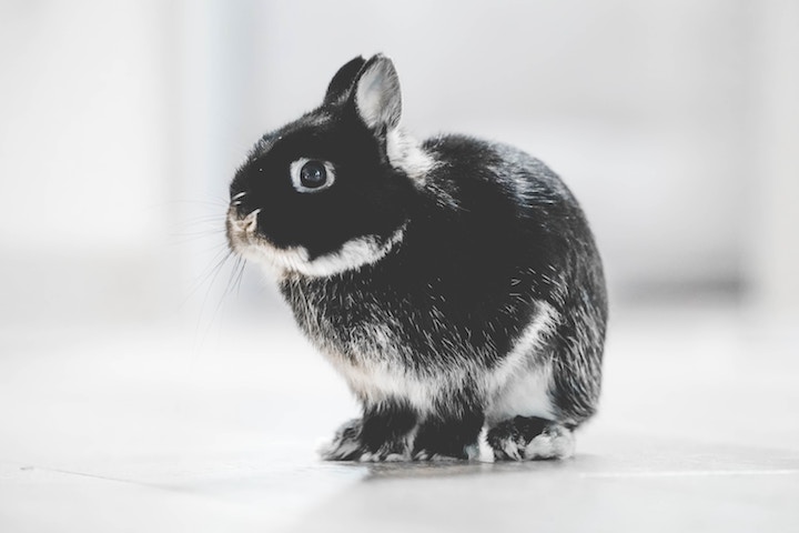 Kaninracer hermelin Kaninracer hermelin