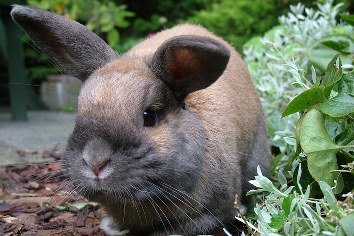 rolige Gutter Handel Kaniner - Kaninbloggen